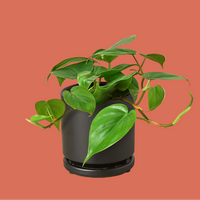Potted plant with green leaves on a white background