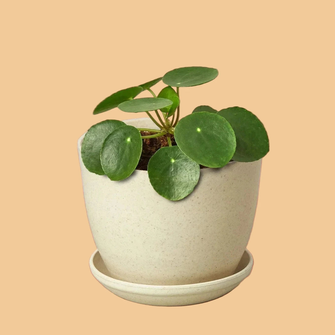 Small potted plant in a beige pot on a terracotta background from House of Agave.