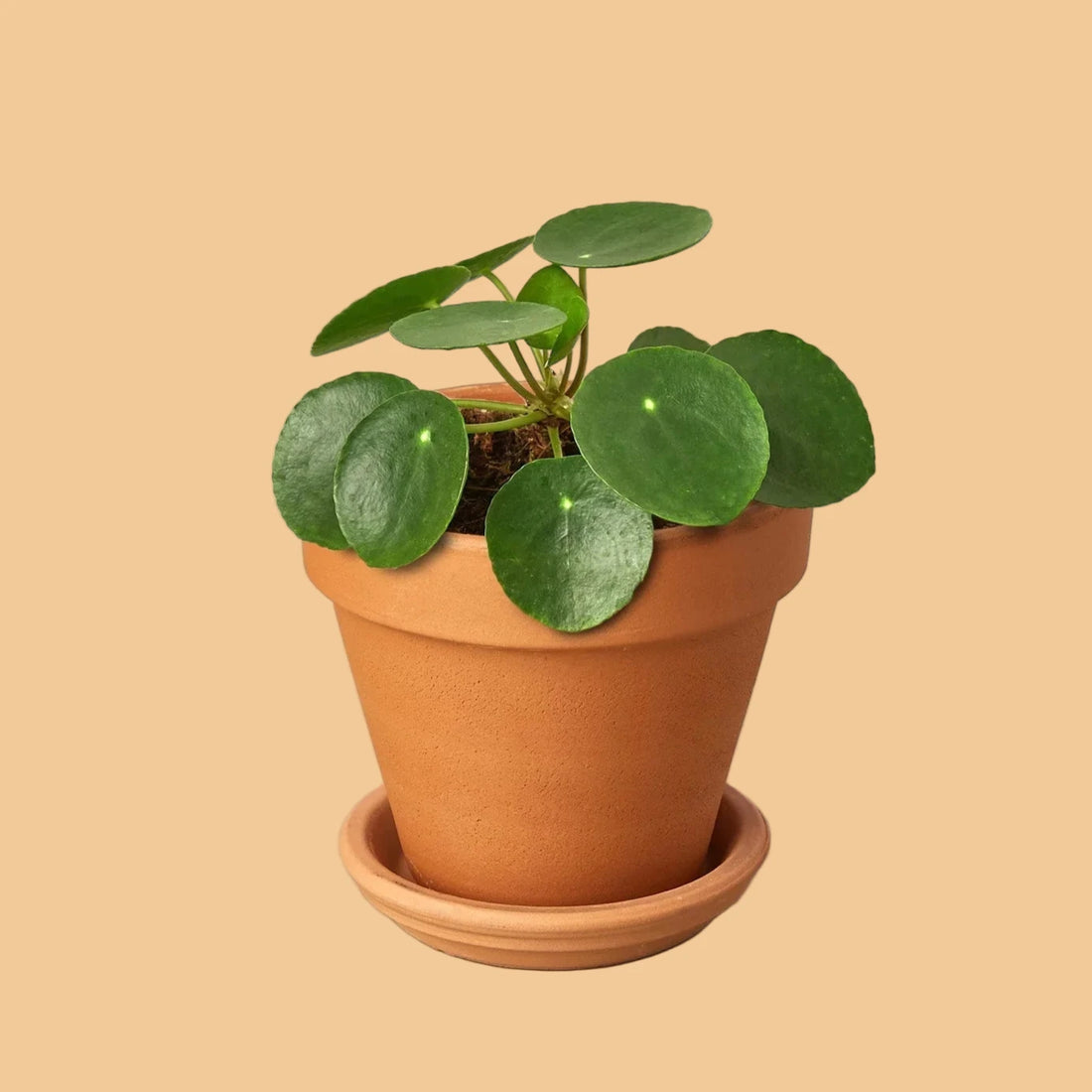 Potted plant with round green leaves on a peach background from House of Agave.