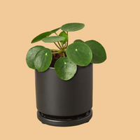 Potted plant with round green leaves on a white background