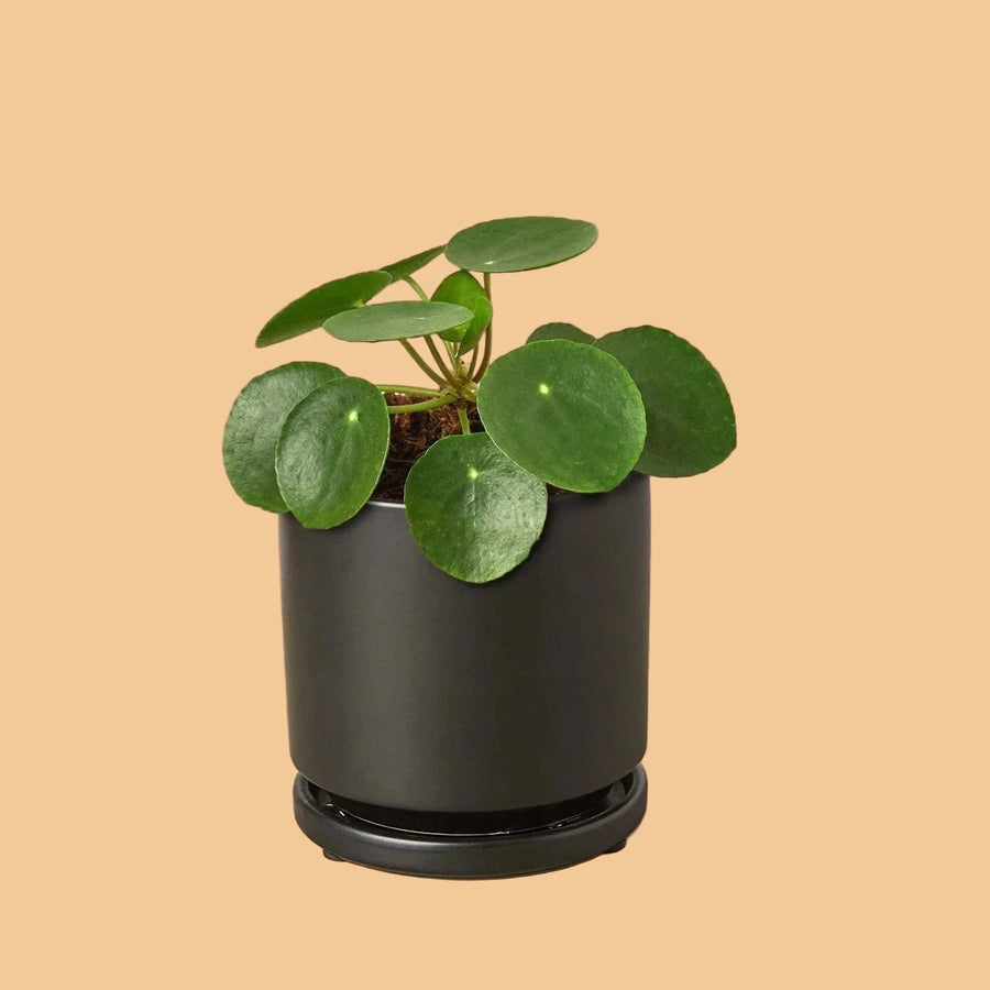 Potted plant with round green leaves on a light surface with a terracotta background from House of Agave.