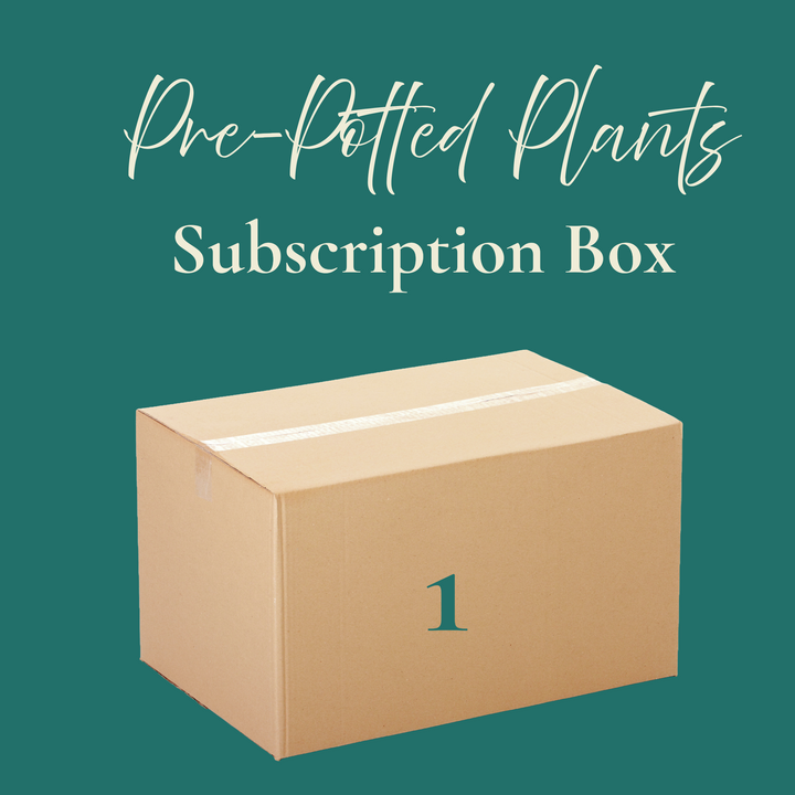 Pre-potted plants subscription box with a person's face peeking from below on a green background