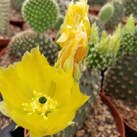 Close-up of a yellow cactus flower with green cacti in the background from House of Agave