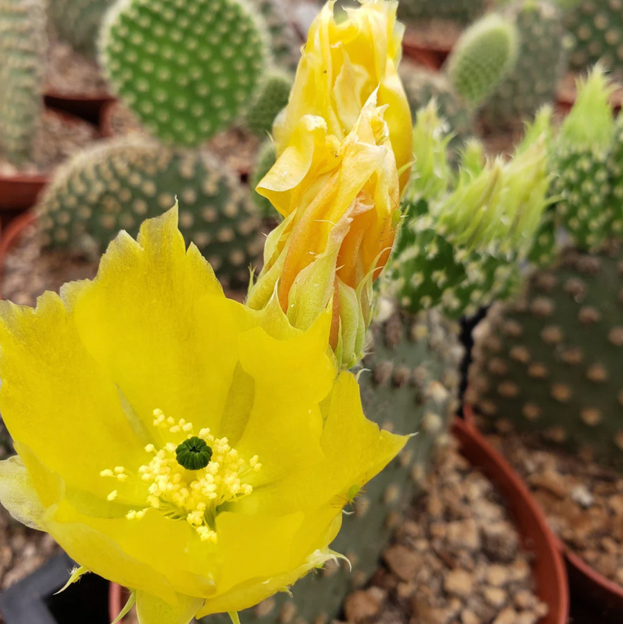 Close-up of a yellow cactus flower with green cacti in the background from House of Agave