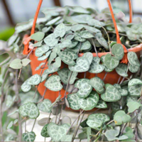 Hanging basket with green succulent plant in a greenhouse setting from House of Agave.