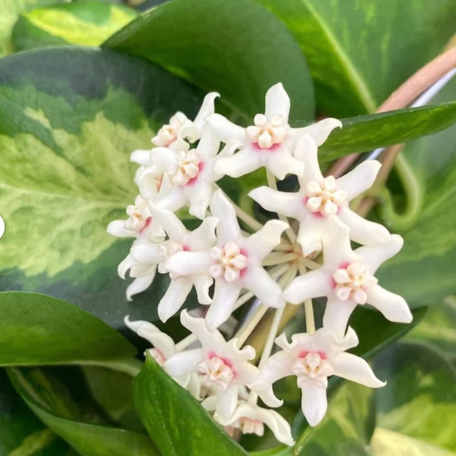Close-up of white flowers with green leaves in the background