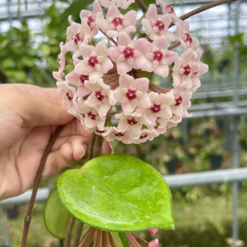 Hand holding a cluster of pink Hoya flowers with green leaves.
