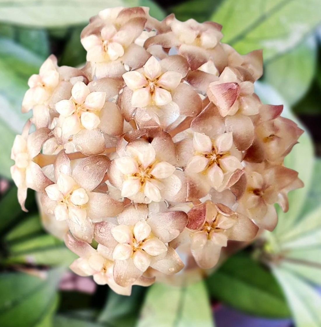 Close-up of a ball of cream-colored flowers with green leaves in the background from House of Agave