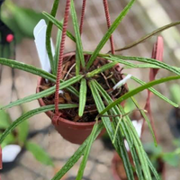 Potted plant with long green leaves hanging from a string from House of Agave.