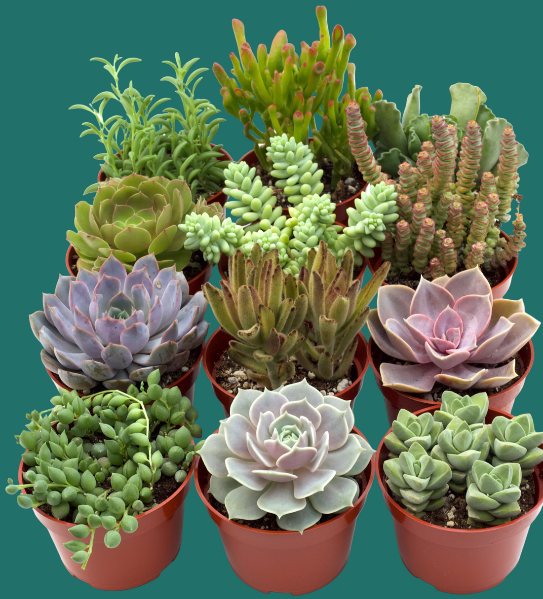 Collection of potted succulents on a white background
