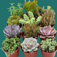 Collection of potted succulents on a white background