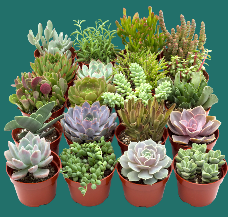 Collection of various potted succulents on a green background by House of Agave