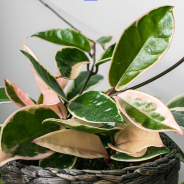 Potted plant with green and pink leaves on a neutral background resting in a basket from House of Agave.
