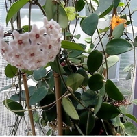 Potted plant with white spherical flowers and green leaves from House of Agave.
