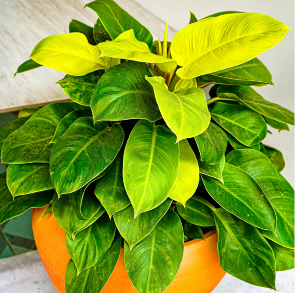 Potted plant with green leaves in an orange pot against a neutral background