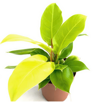 Philodendron 'Moonlight'