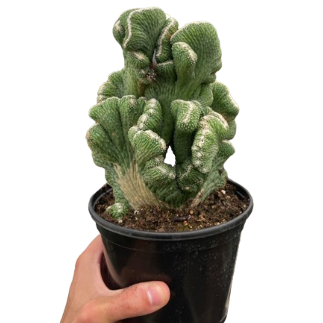 Potted cactus held by a hand on a white background