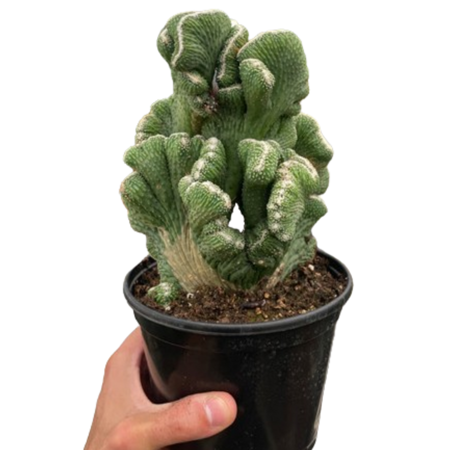 Potted cactus held by a hand on a white background