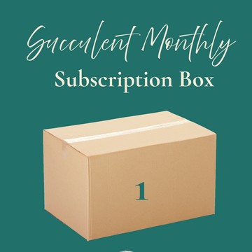 Cardboard box labeled '1' with text 'Succulent Monthly Subscription Box' on a teal background.