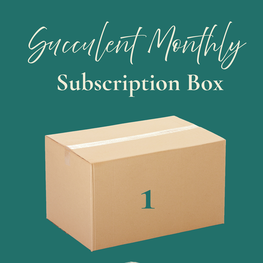 Cardboard box labeled '1' with text 'Succulent Monthly Subscription Box' on a teal background.
