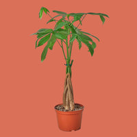 Potted plant with green leaves and a brown pot on a terracotta background from House of Agave.
