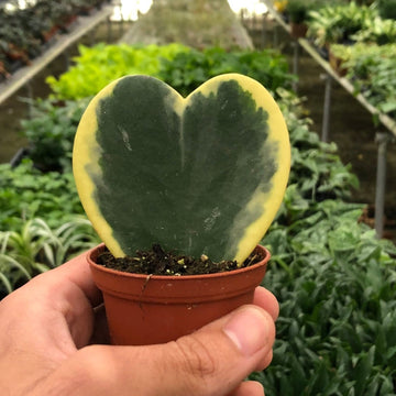 Heart-shaped succulent held in a hand with a greenhouse background from House of Agave.
