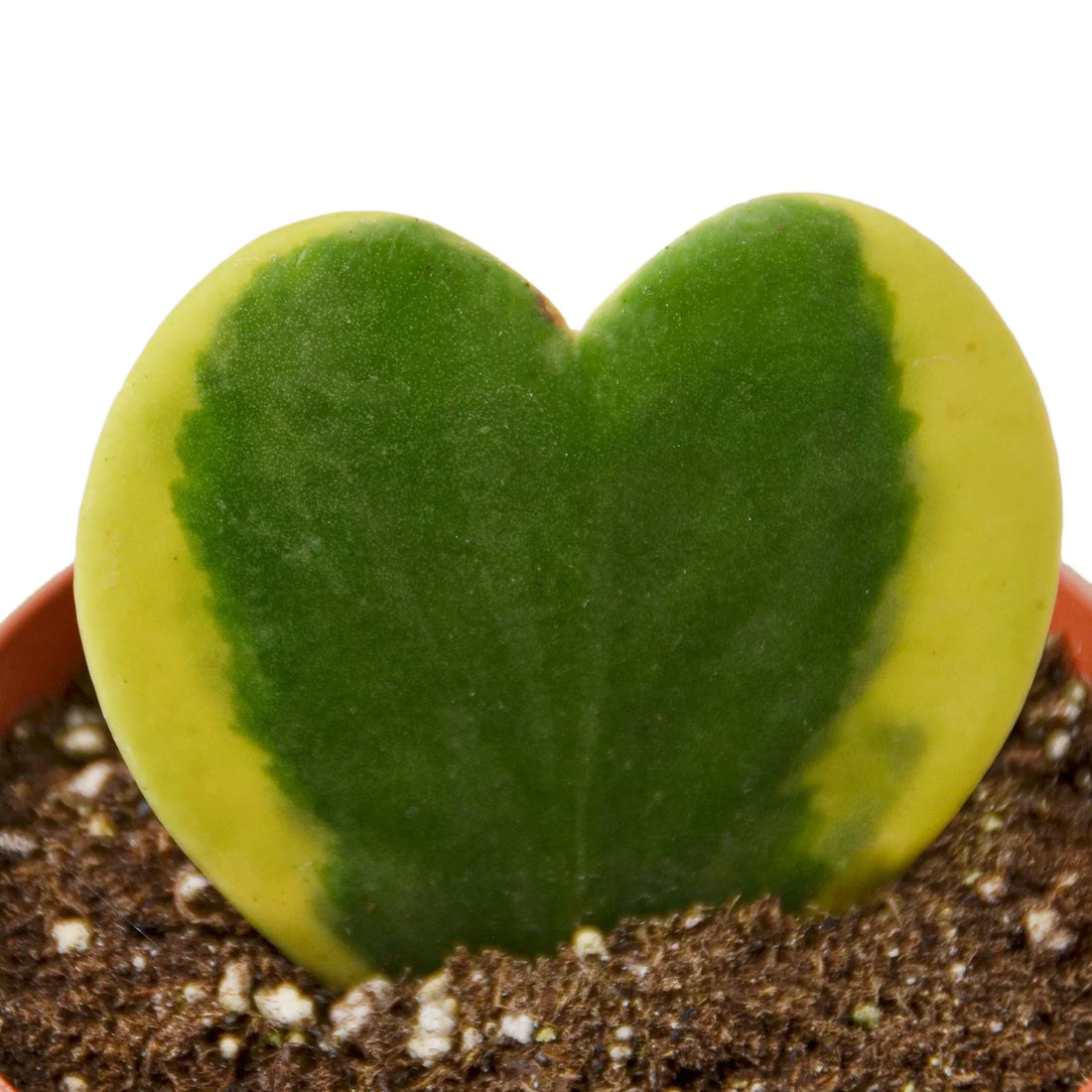 Heart-shaped green succulent plant in a pot with a white background from House of Agave.