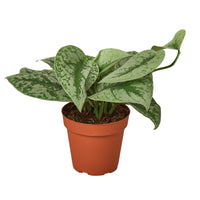 Potted plant with green leaves in a terracotta pot on a white background