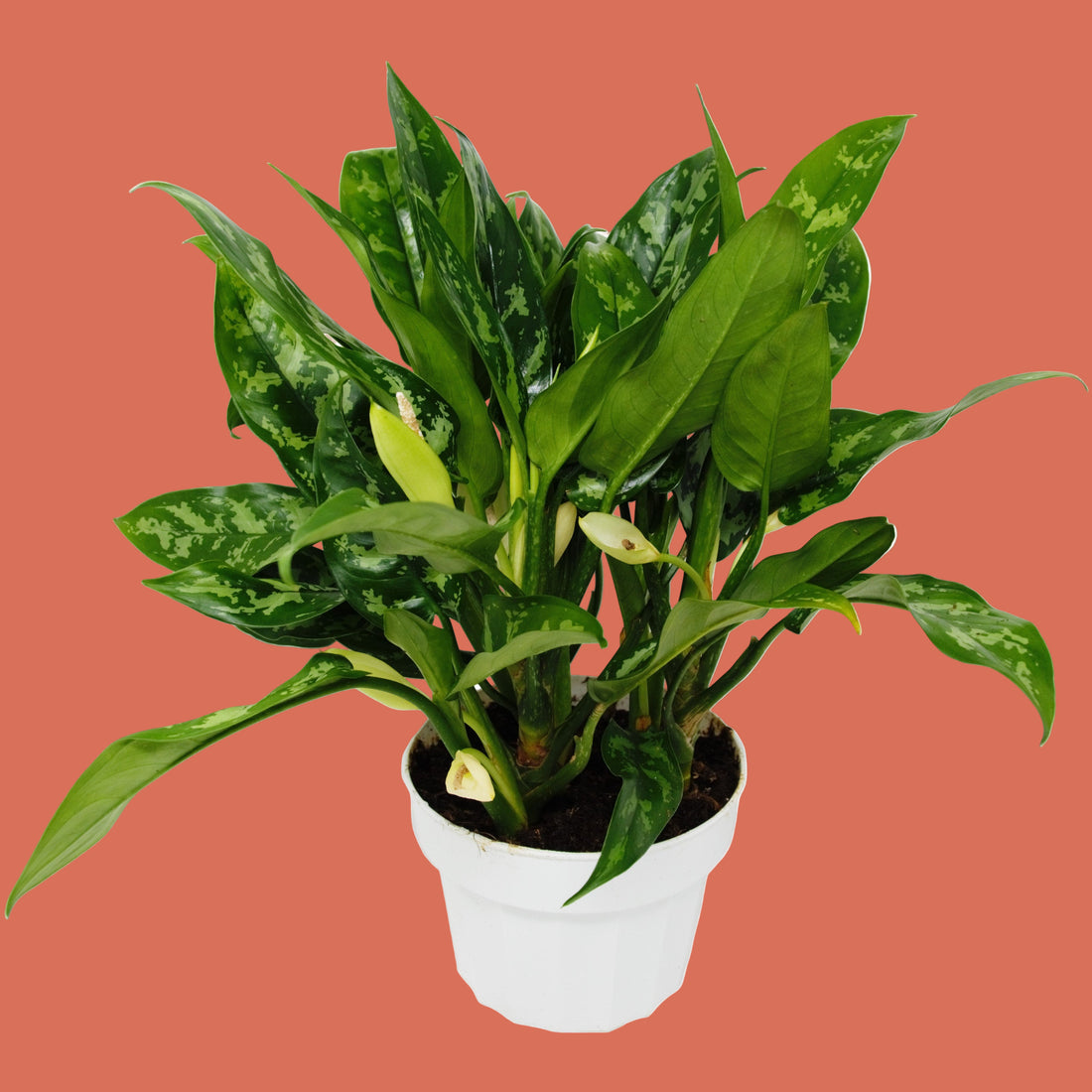 Potted plant with green leaves on a terracotta background from House of Agave.