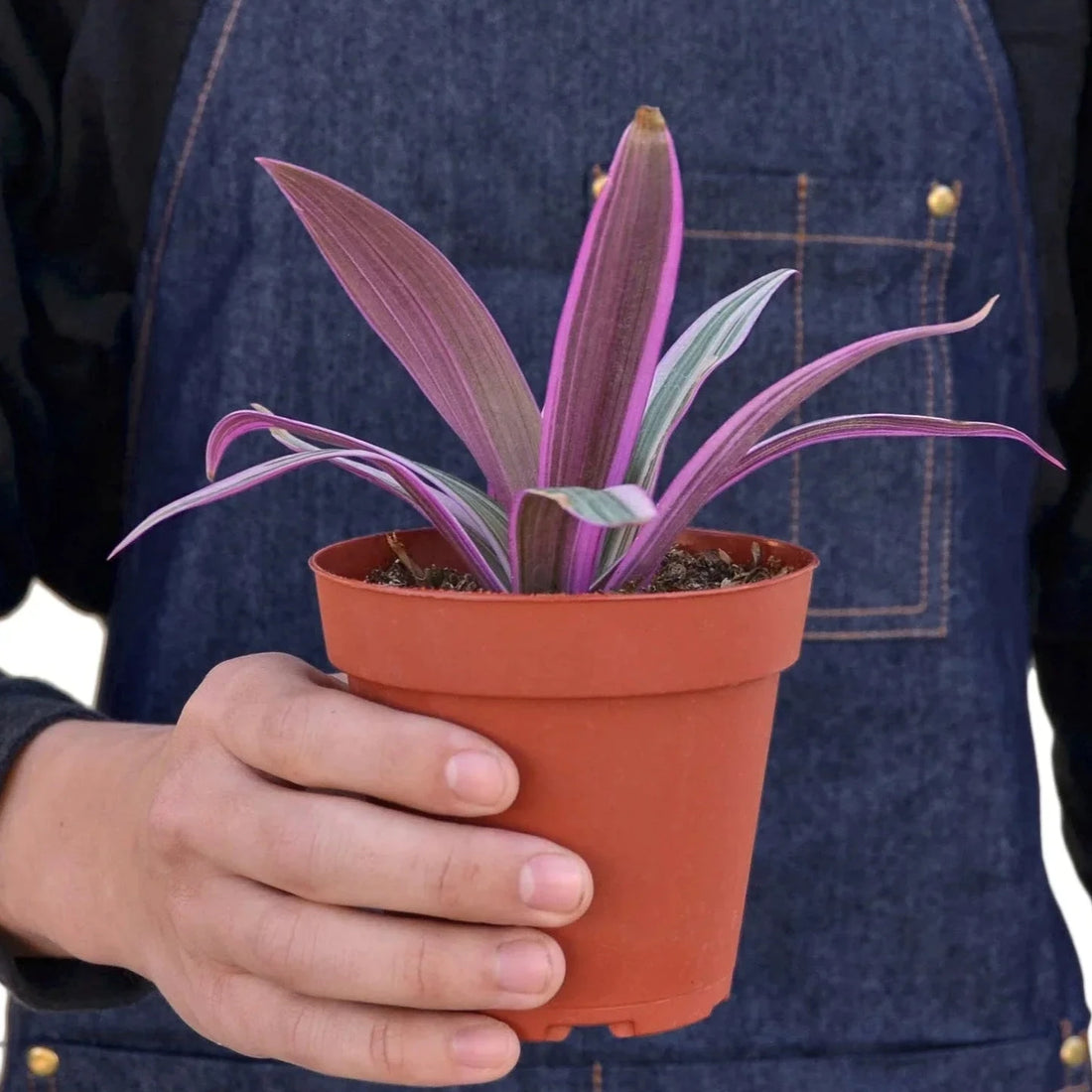 Tradescantia spathacea &