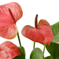 Close-up of pink Anthurium flowers with green leaves on a white background