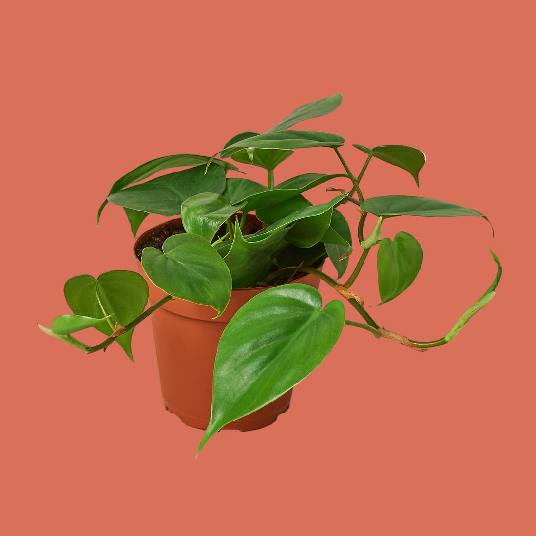 Potted plant with green leaves on a terracotta background from House of Agave.