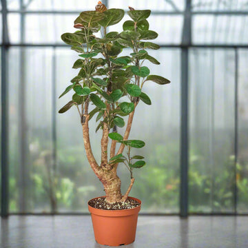 Polyscias scutellaria 'Fabian Stump'