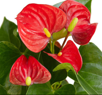 Red flowers with green leaves on a white background