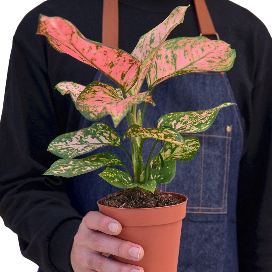 Person holding a potted plant with a pink and green leaf pattern, wearing a black shirt and blue apron.