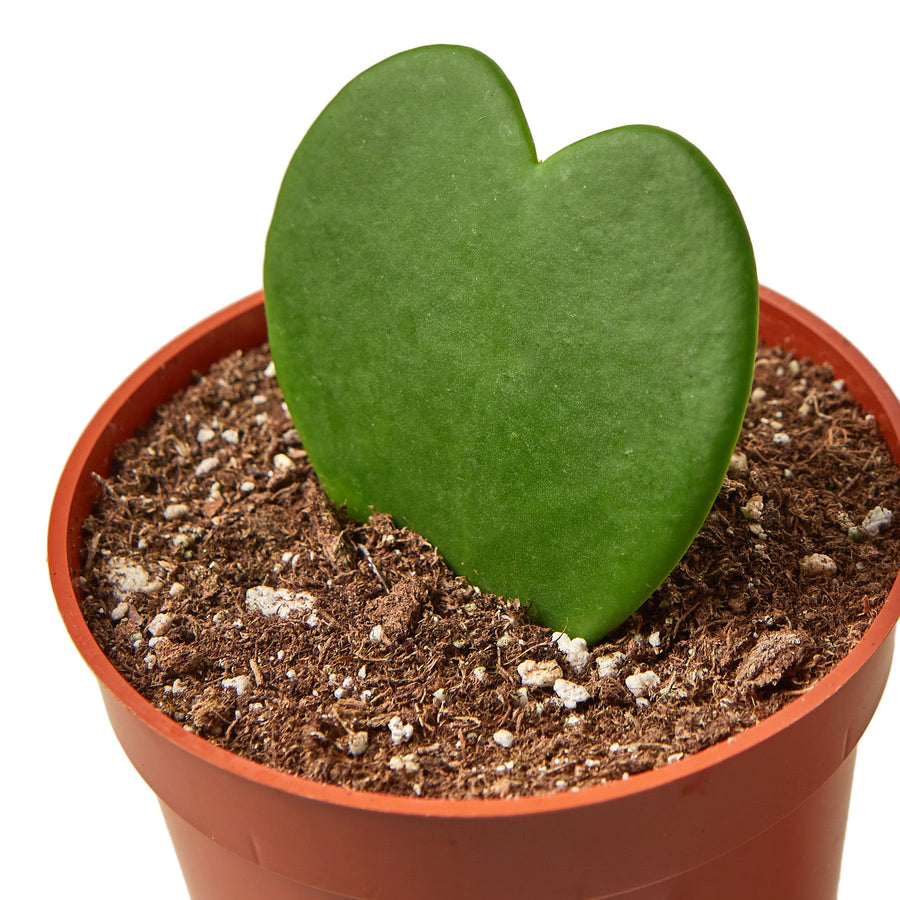 Heart-shaped green leaf in a pot with soil on a white background