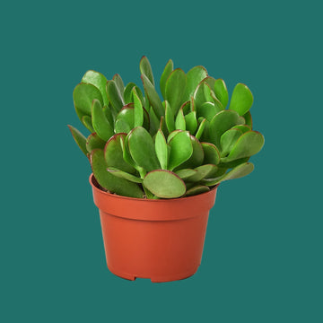 Potted green succulent plant on a green background from HOuse of Agave.