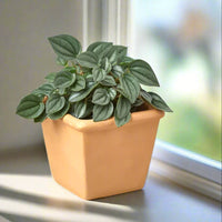 Potted plant with green leaves in a terracotta pot on a window by House of Agave.