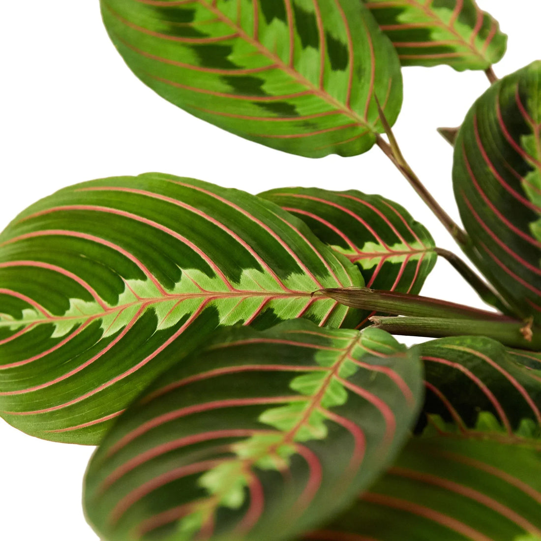 Maranta &