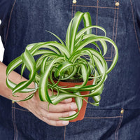Person holding a potted plant with striped leaves against a denim background from House of Agave.