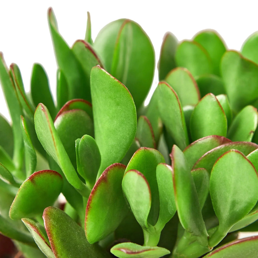Close-up of a green succulent plant with red edges on a white background