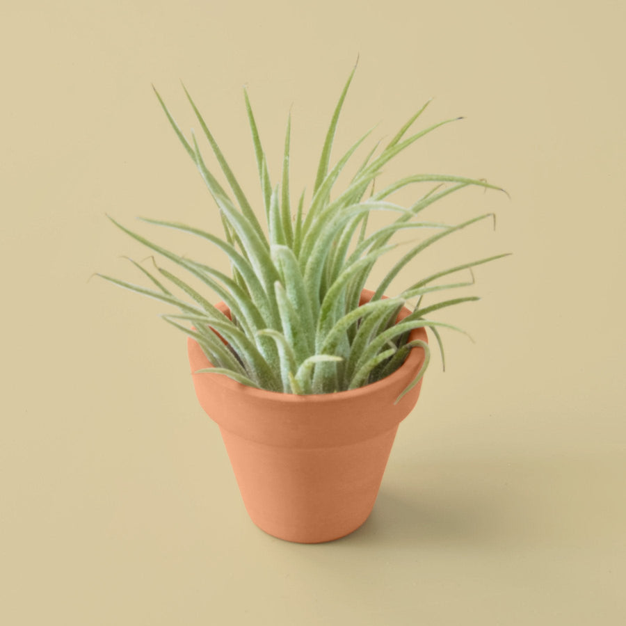 Tillandsia ionantha, Air Plant & Terra Cotta Pot