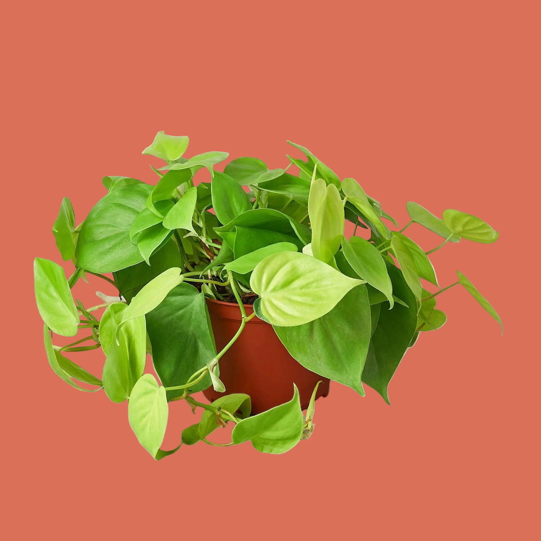 Potted green plant on a white background