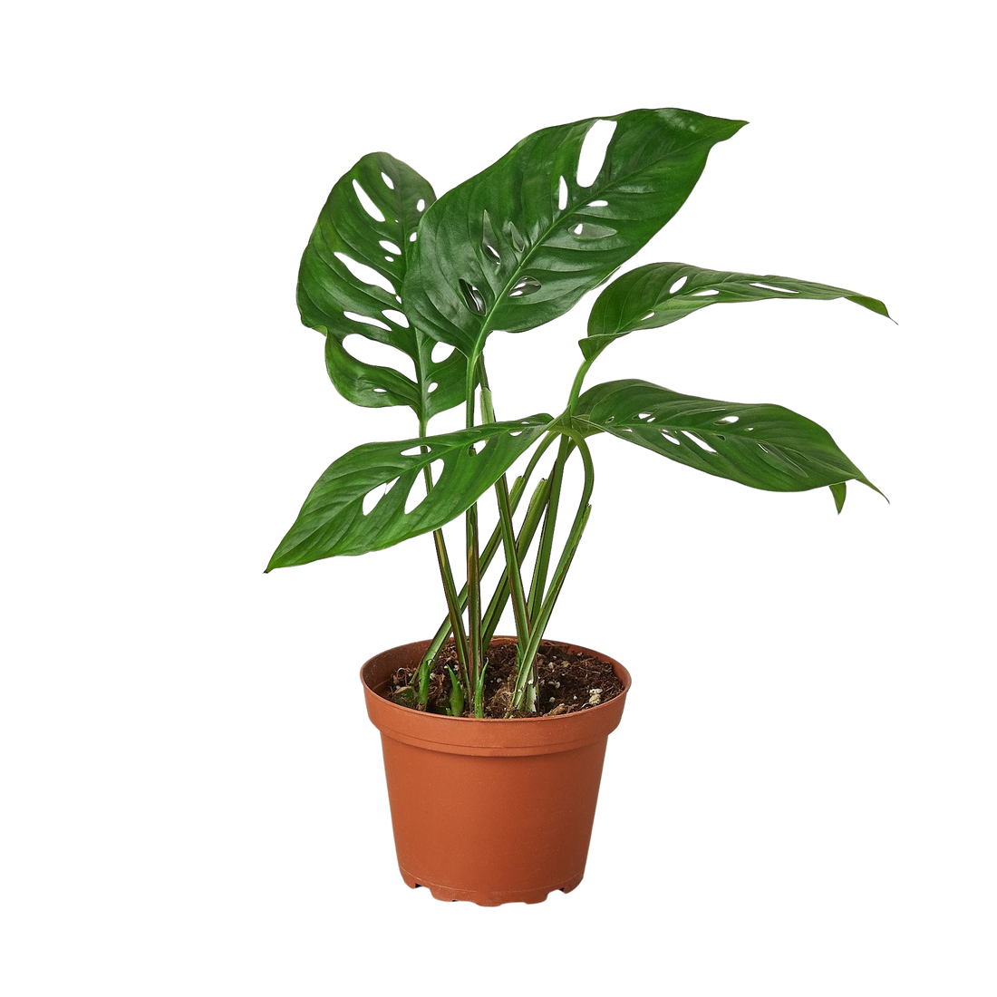 Monstera Adansonii &