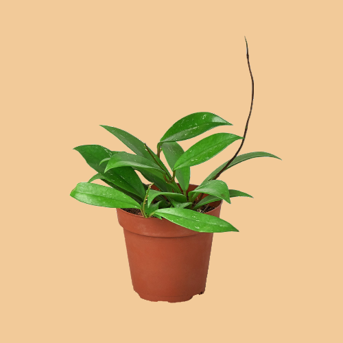 Potted plant with green leaves on a peach background from House of Agave
