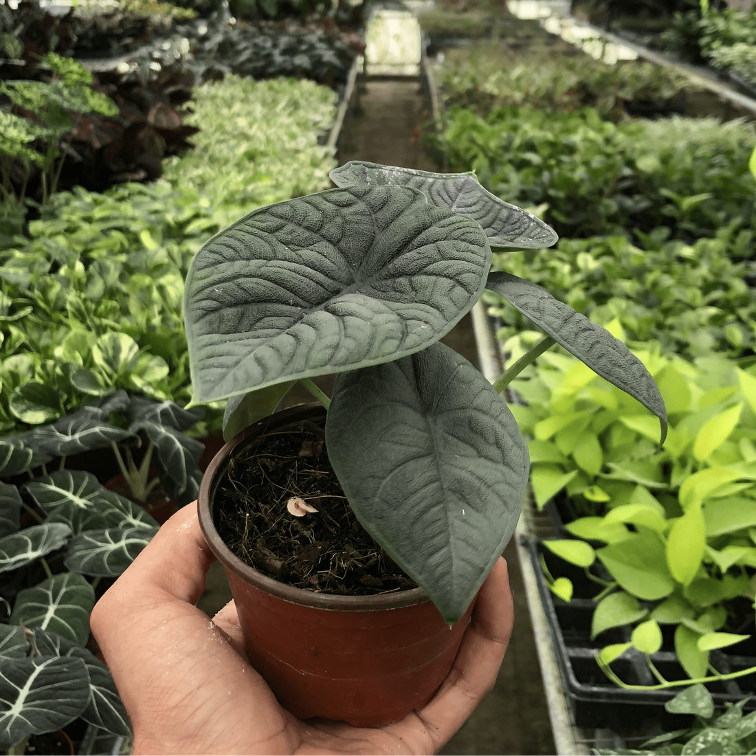Person holding a potted Alocasia plant in a greenhouse from House of Agave.