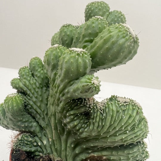 Close-up of a green cactus plant on a white background