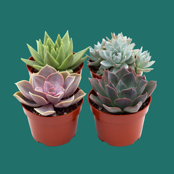 Four potted succulents on a green background, from House of Agave